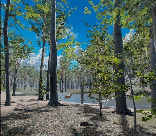 A view through the trees in the MindGrove forest